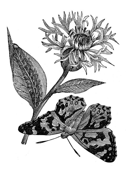 butterfly flower botanical illustration