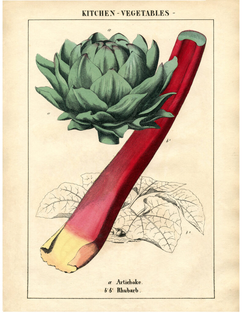 artichoke rubarb printable vintage image