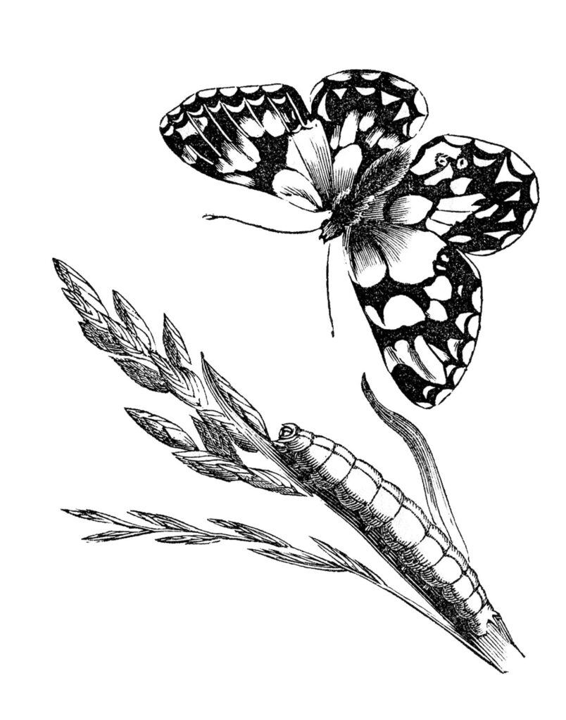 butterfly caterpillar vintage illustration