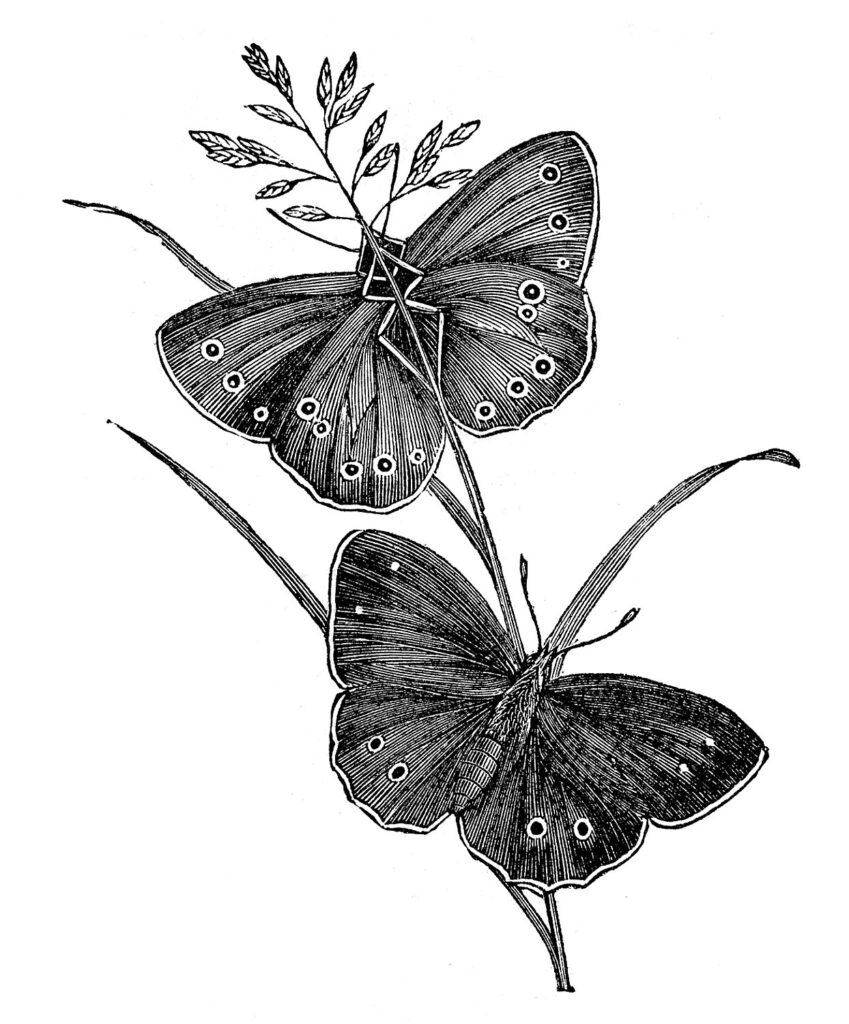 butterfly pair black white image