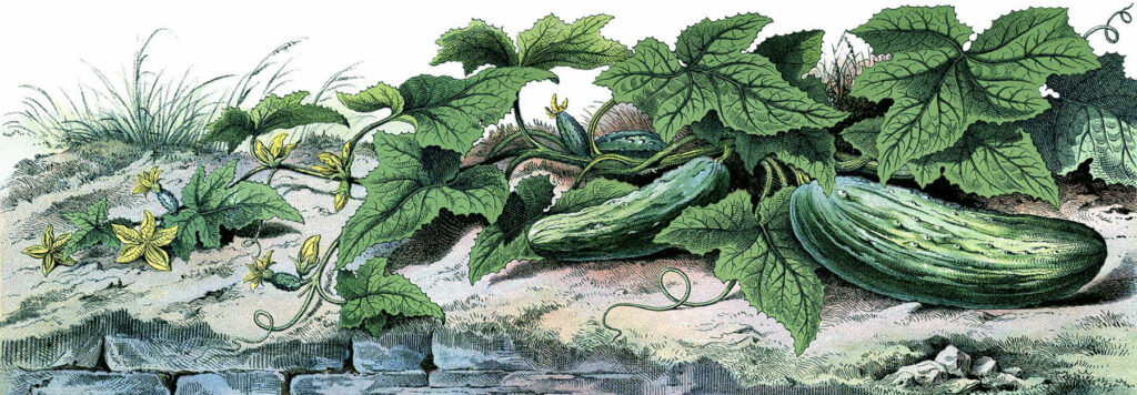 cucumber vine garden illustration