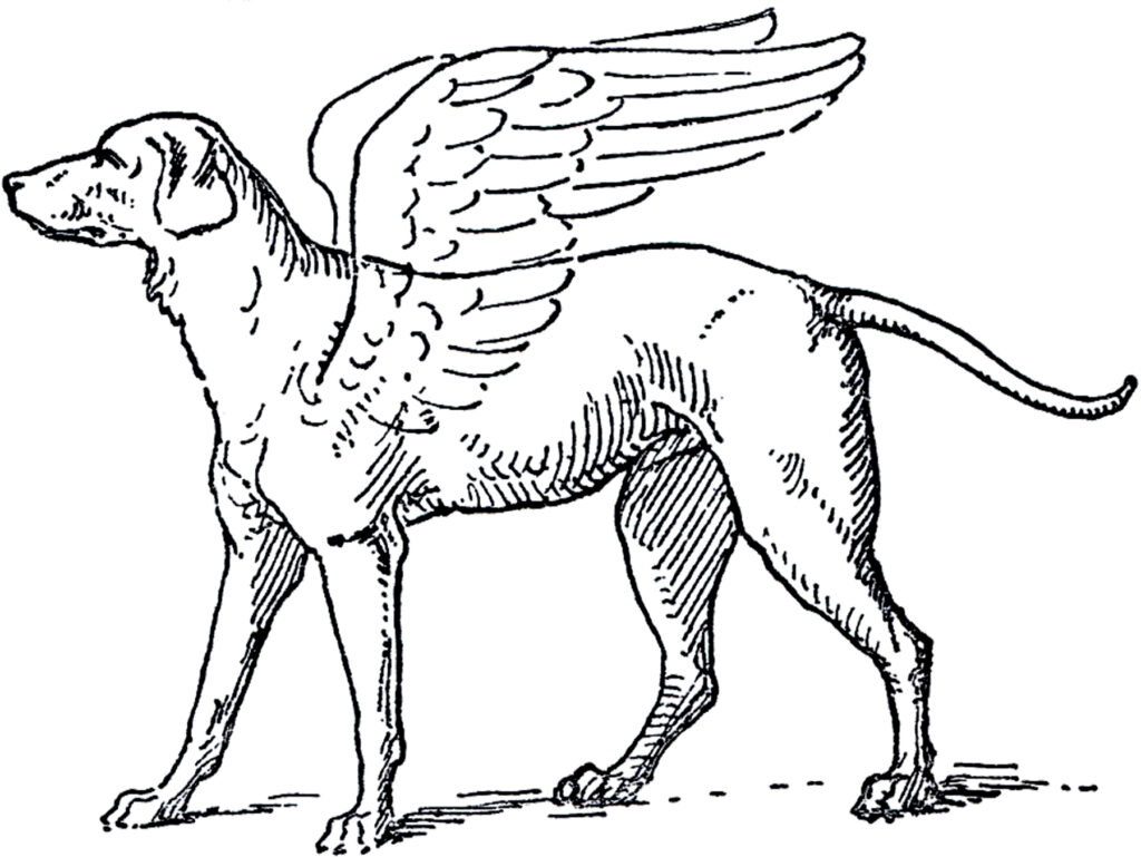 winged dog angel illustration