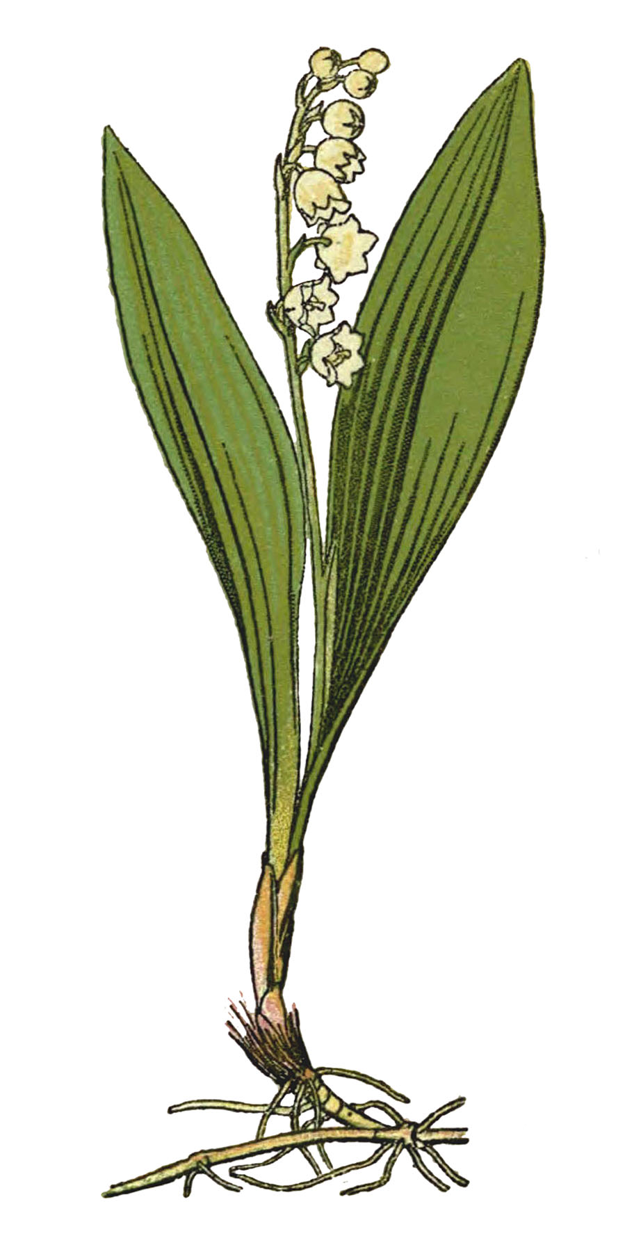 Иллюстрации Convallaria Majalis