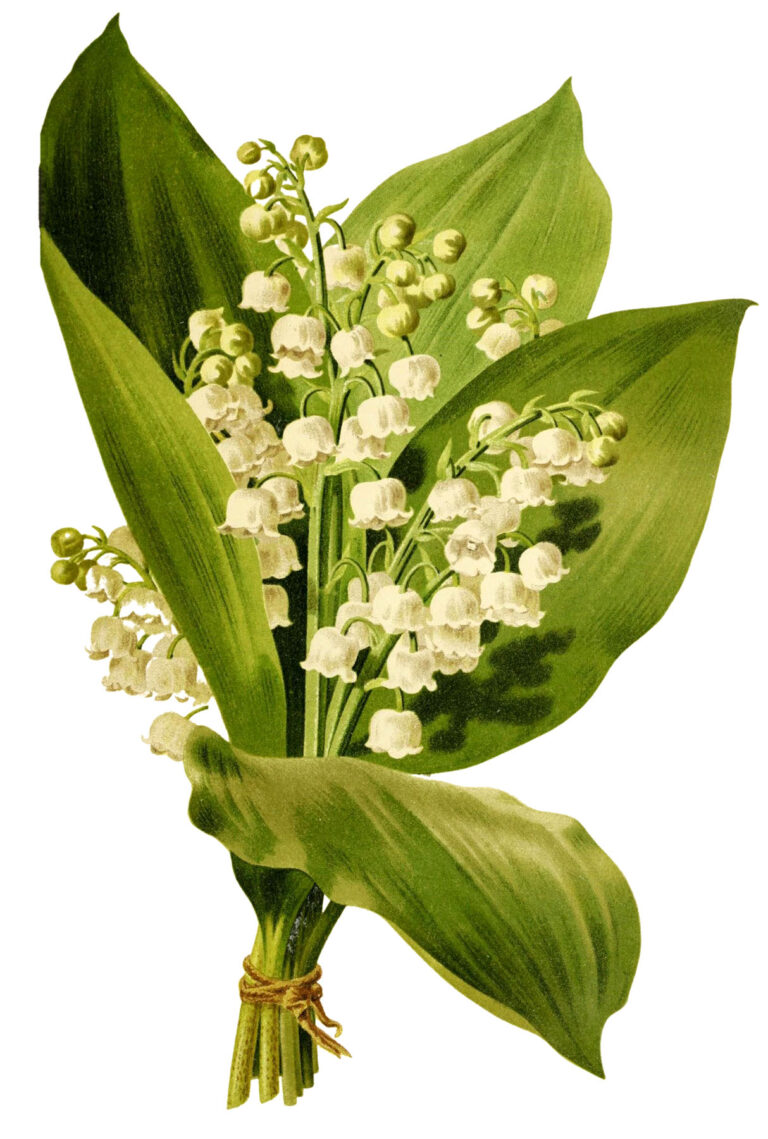 12 Pictures of Lily of the Valley! - The Graphics Fairy