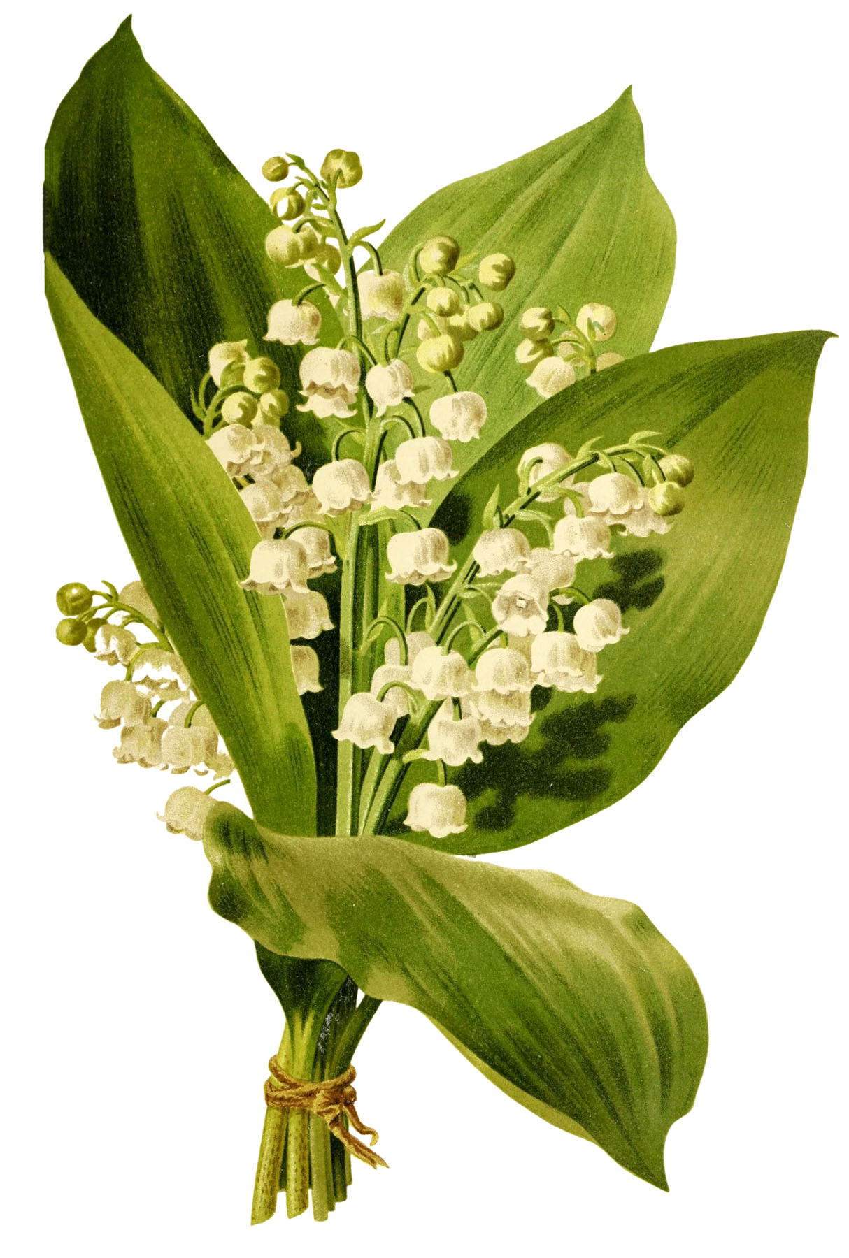 20 Pictures of Lily of the Valley   The Graphics Fairy