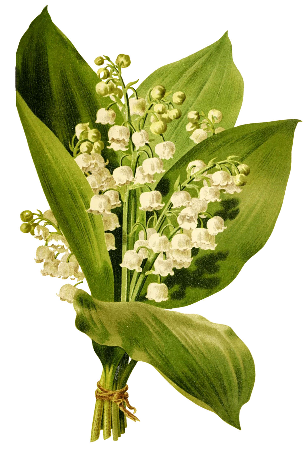 lily of the valley drawing