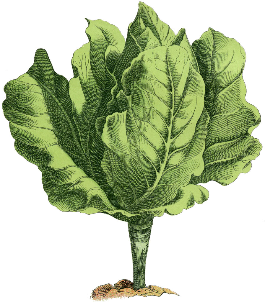 vintage lettuce garden clipart