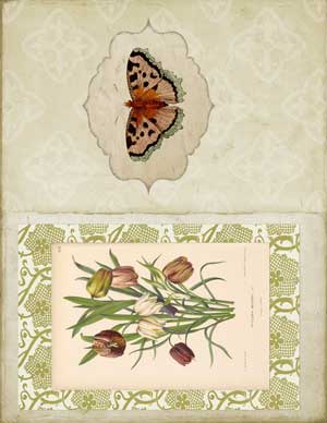 Collage with flowers and butterfly