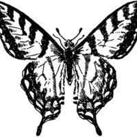 vintage black white tiger swallowtail butterfly