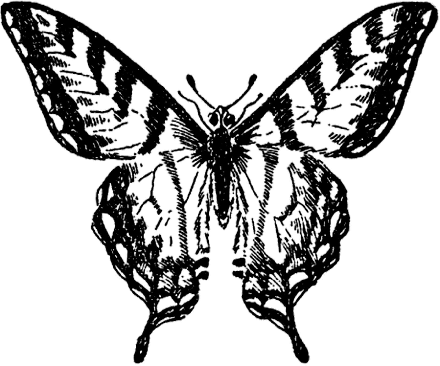 butterfly clip art black and white outline