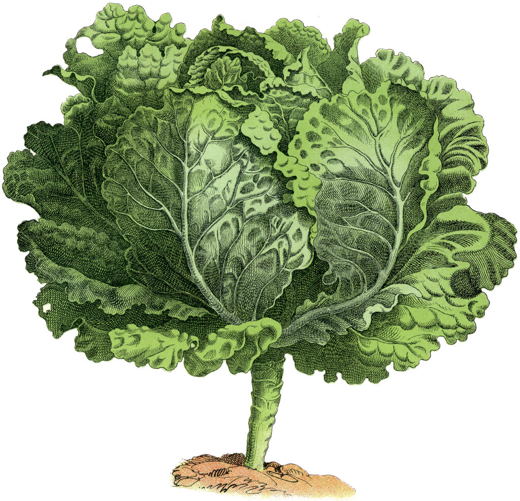 vintage head lettuce image