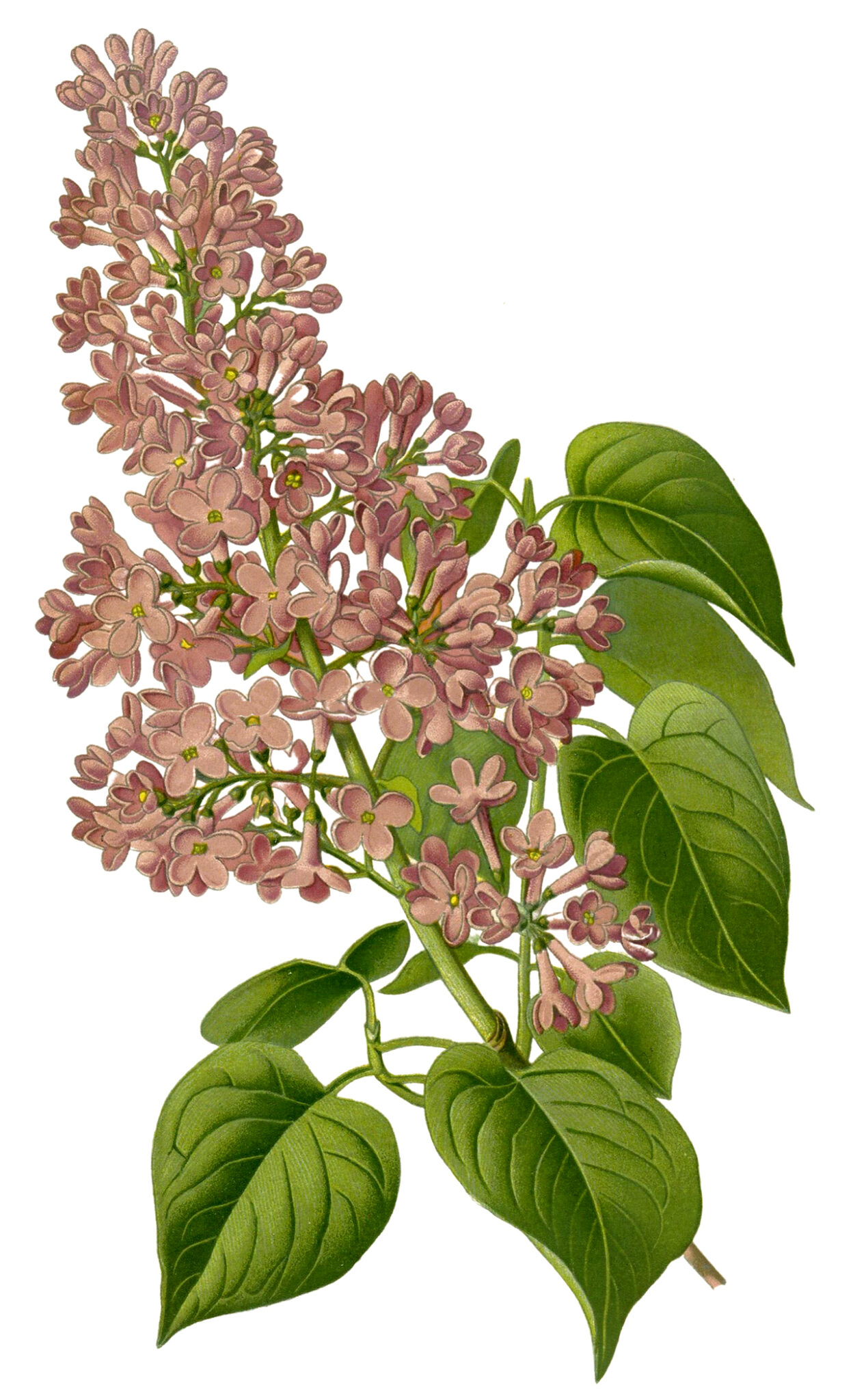 12 Free Lilac Images! - The Graphics Fairy