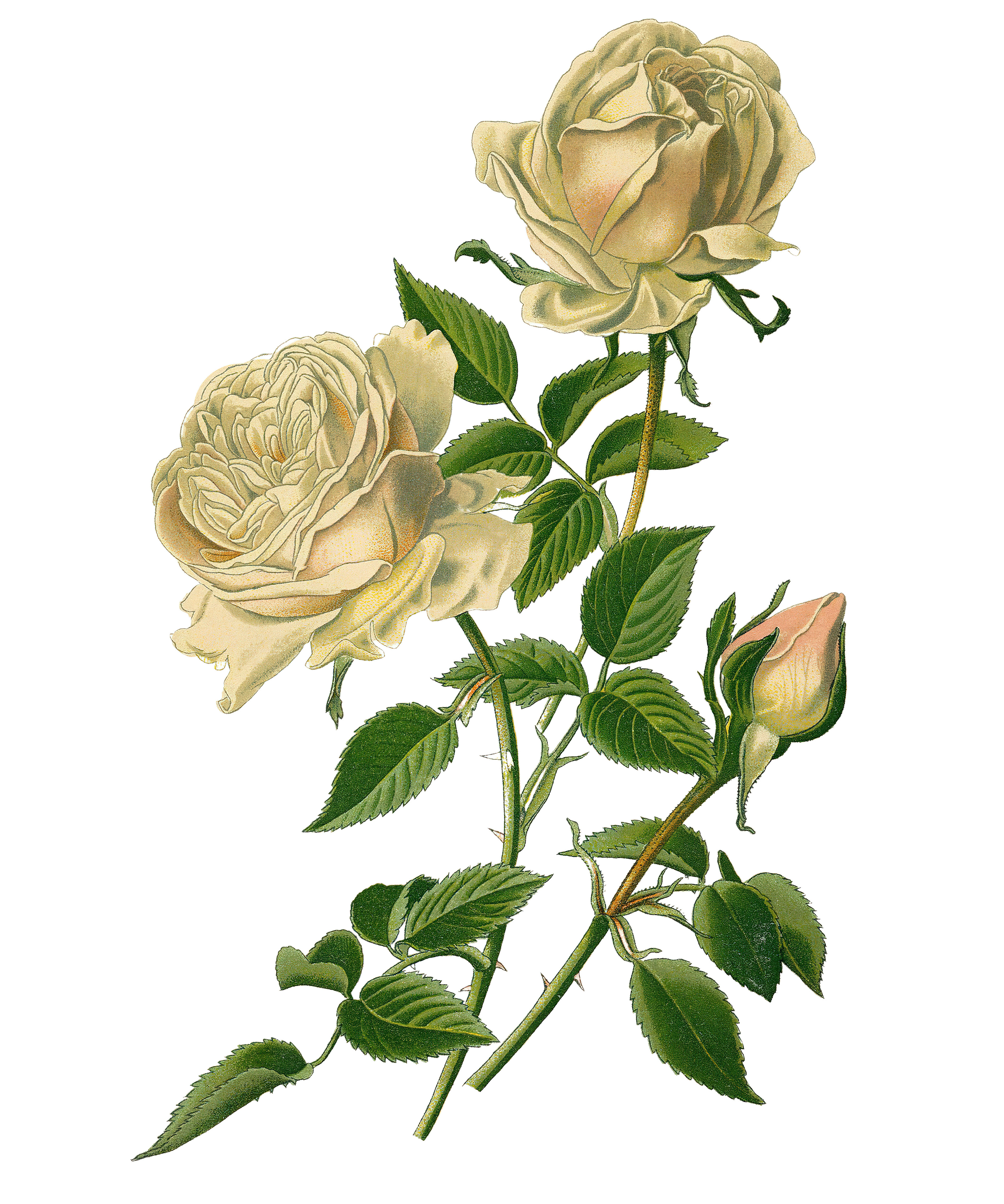 Rose Leaf  ClipArt ETC