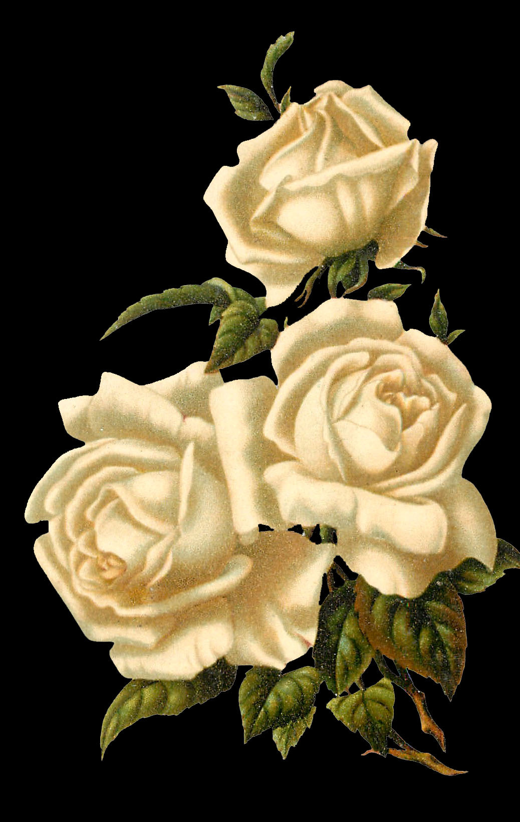 white rose black background