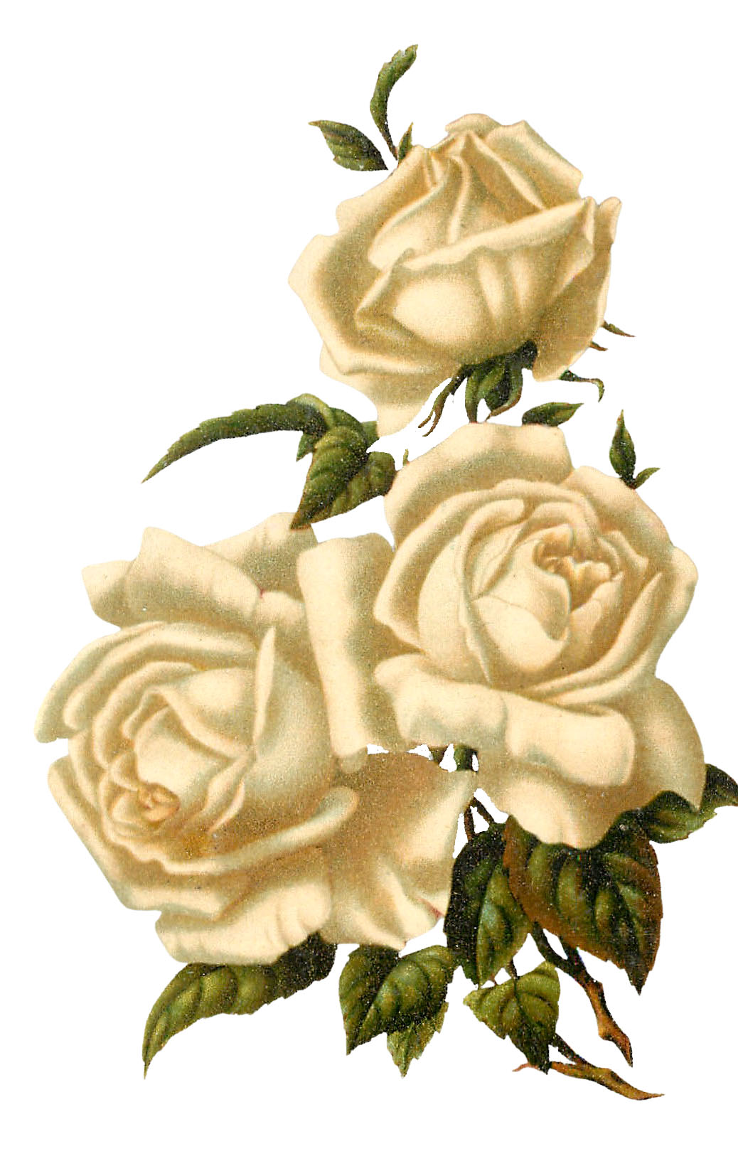 15 White Rose Clipart - Beautiful! - The Graphics Fairy