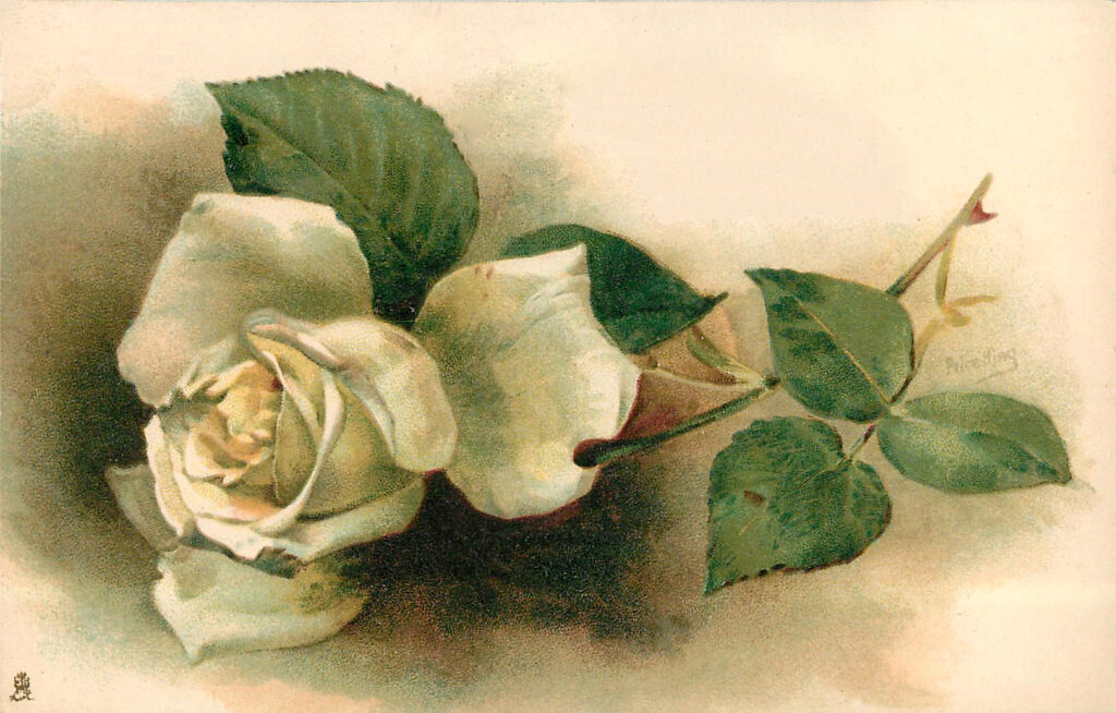 White Rose Postcard Image