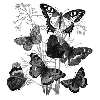 black white butterfly natural history image