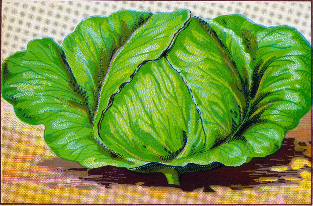 vintage head cabbage illustration