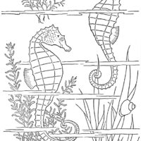 sea horse coloring page illustration