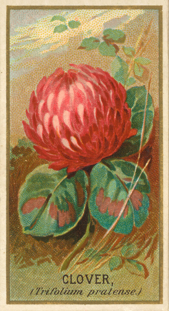 Clover Trade Card Image