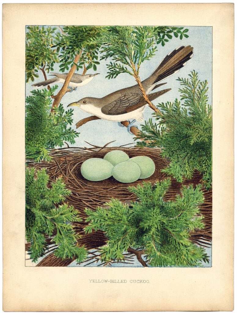 cuckow nest vintage image