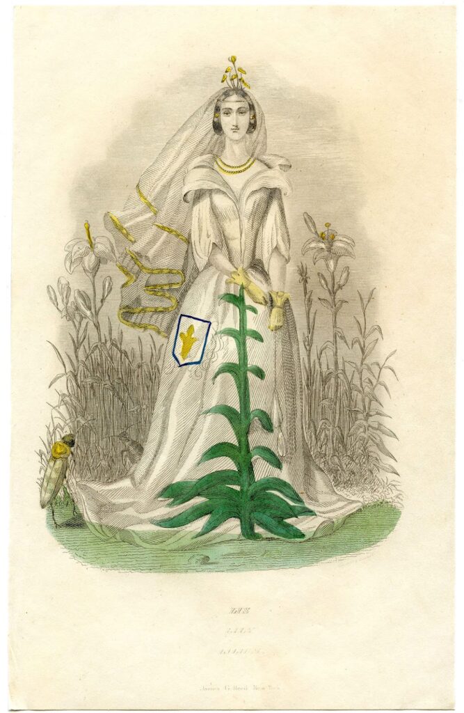 fairy bride lily vintage illustration