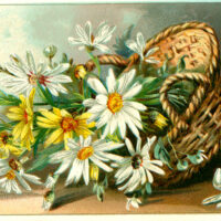 Flowers in Basket Images Daisies