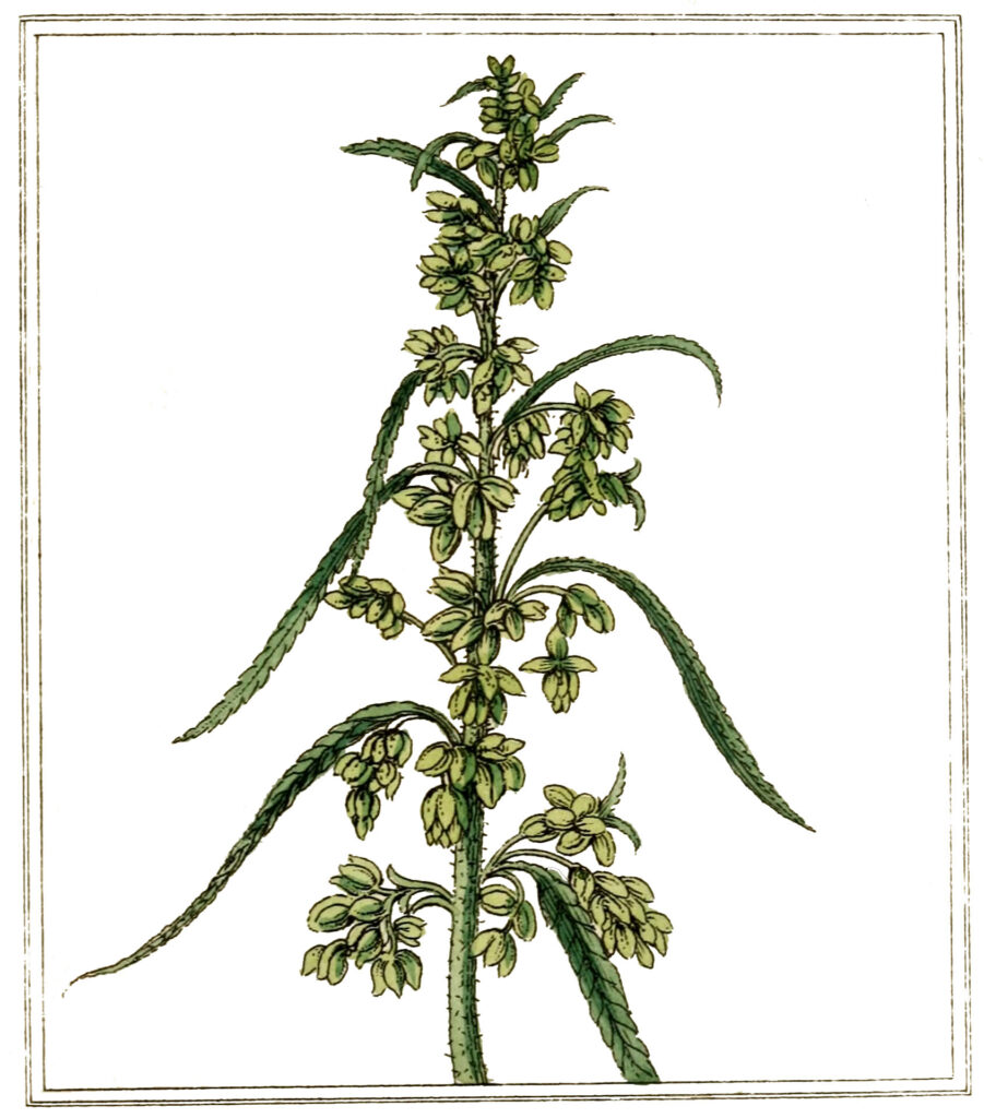 Hemp Plant Green Image