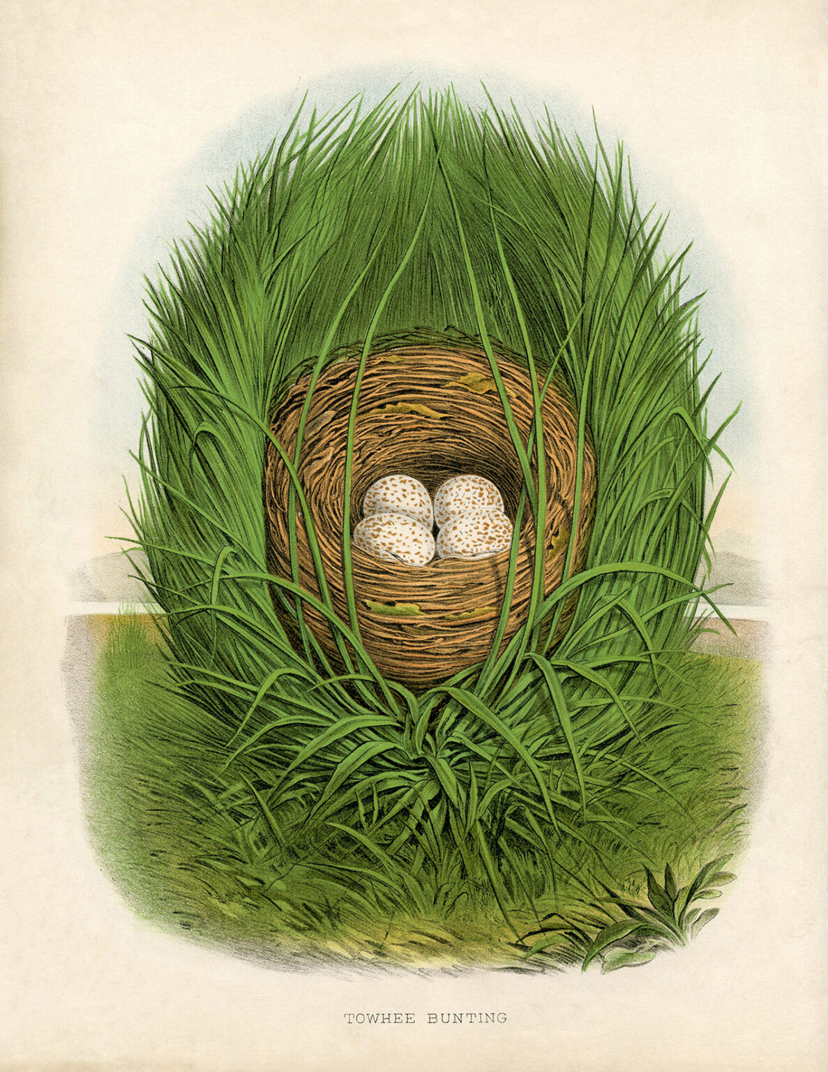 11-nest-printables-natural-history-the-graphics-fairy