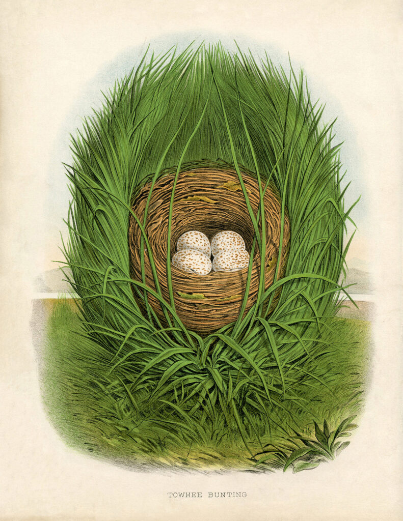 spring bird's nest eggs clipart