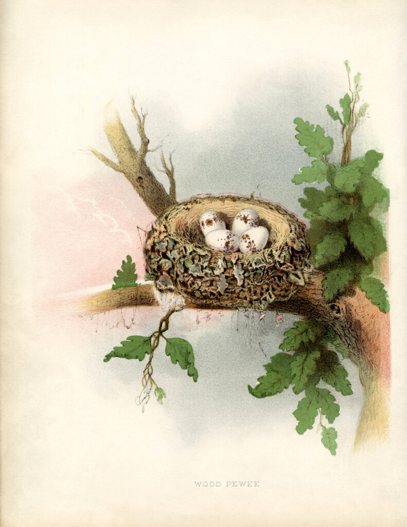 vintage nest eggs illustration