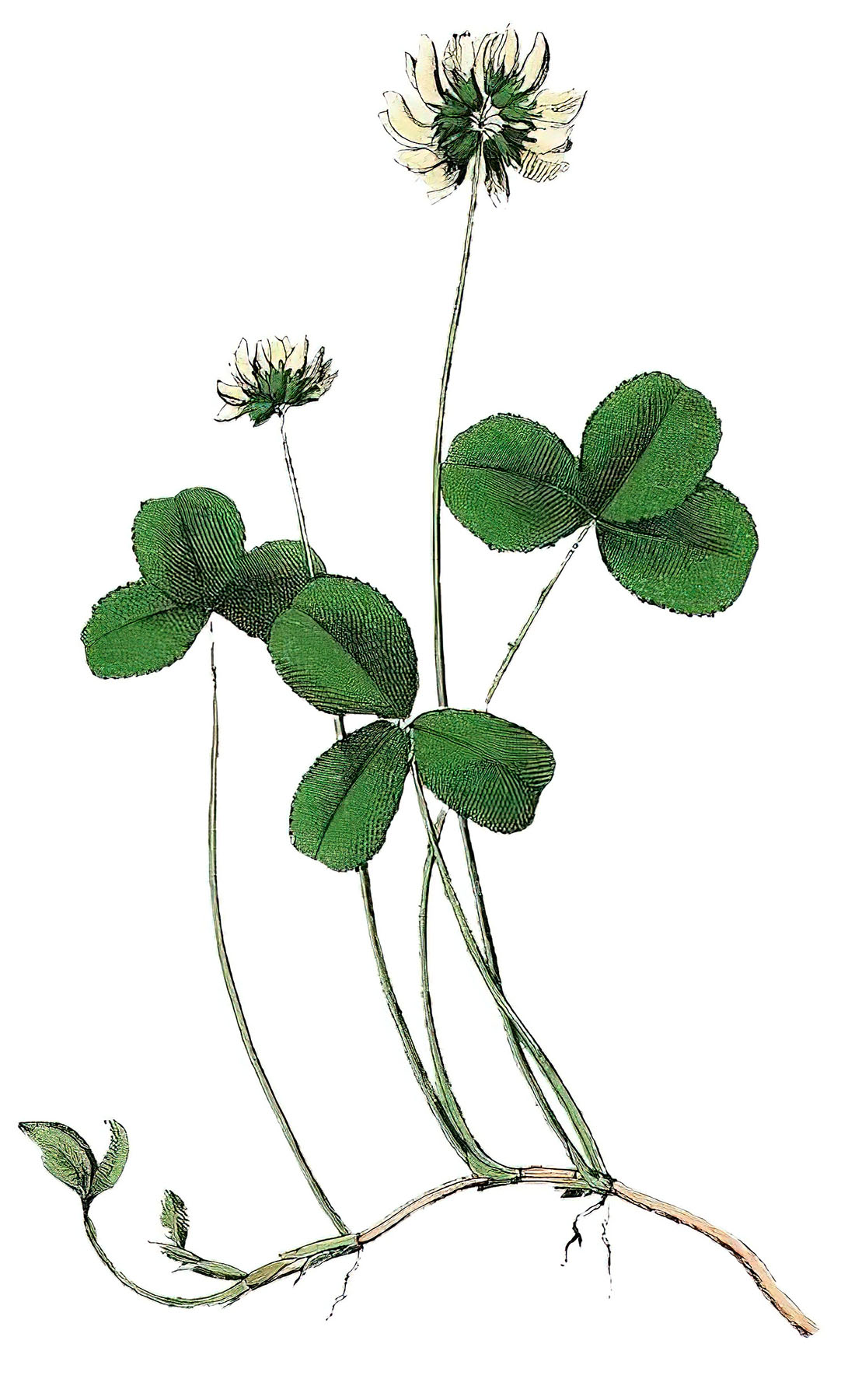 White Clover Flower Picture
