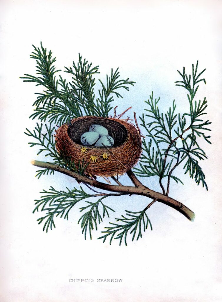 nest blue eggs pine branch illustration