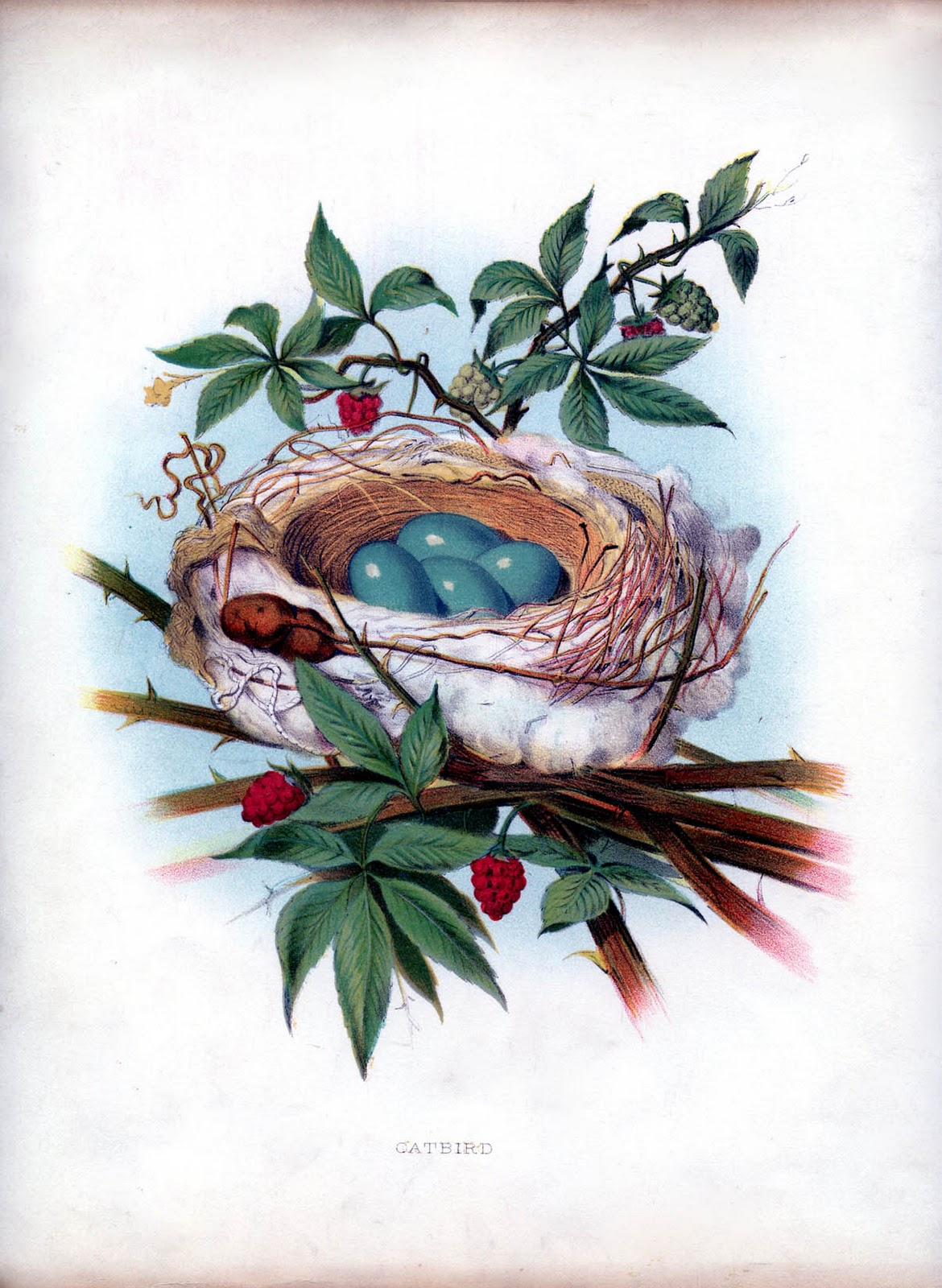 catbird nest blue eggs image