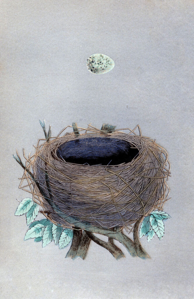 morris nest egg image