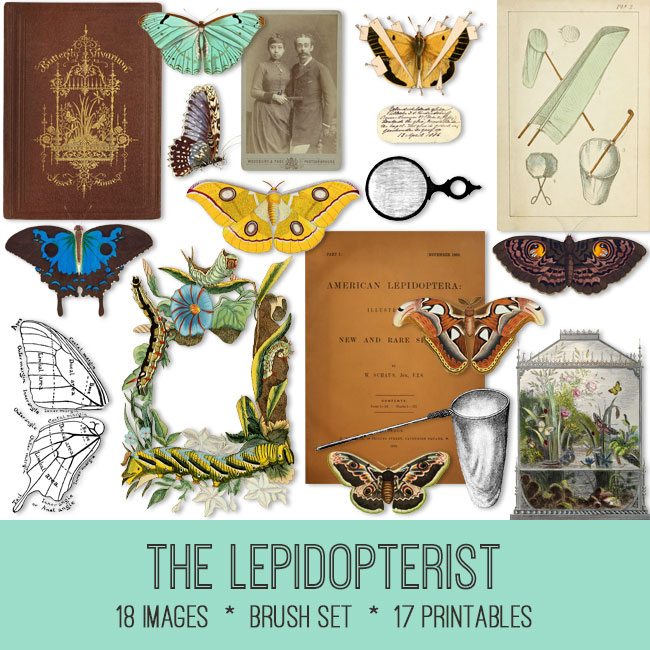 The Lepidopterist vintage images