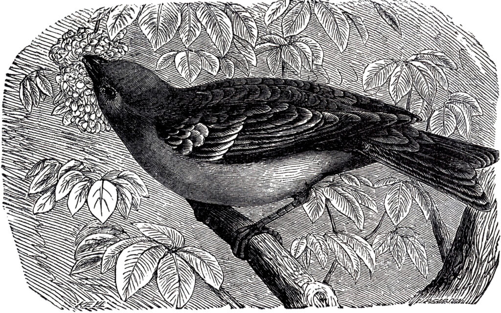 antique bird branch engraving image