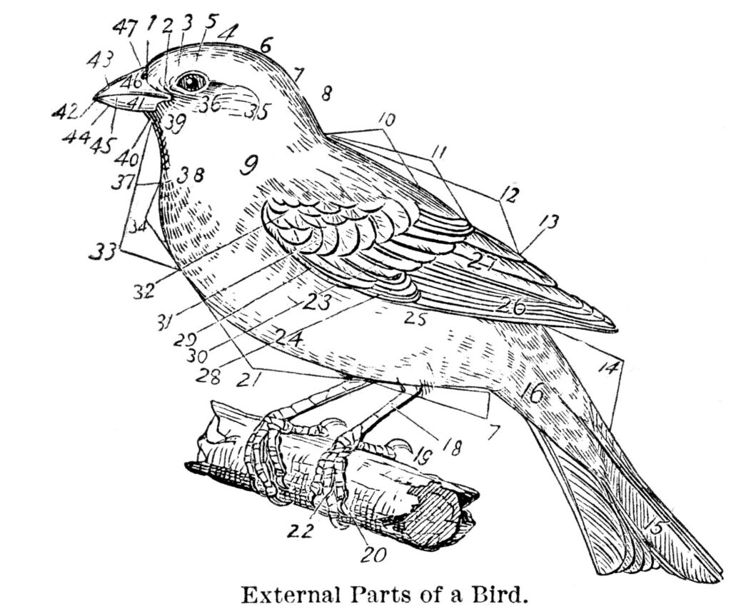 bird parts natural history diagram image