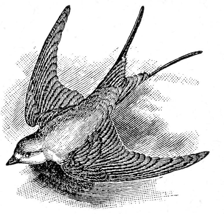 black and white bird graphics