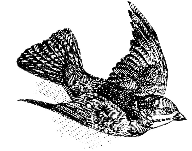 Antique Images: Free Bird Graphic: Antique Bird Clip Art from