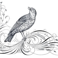 bird calligraphy flourish image