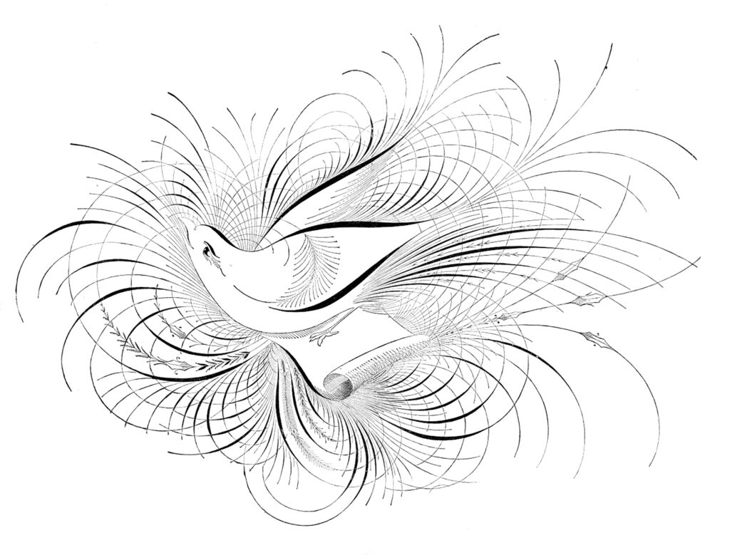 Spencerian calligraphy bird image