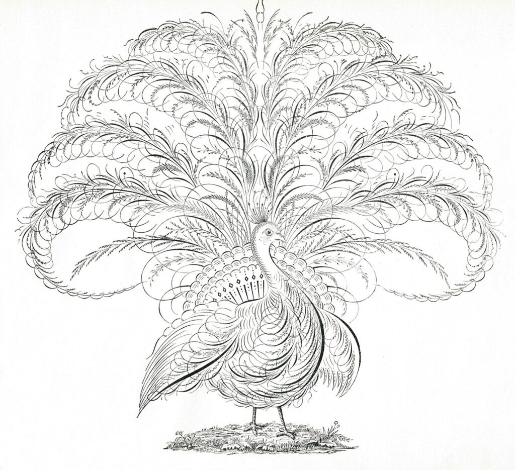 vintage peacock Spencerian clipart