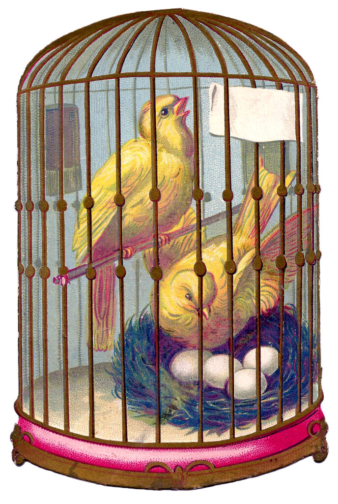 canary birds birdcage nest image