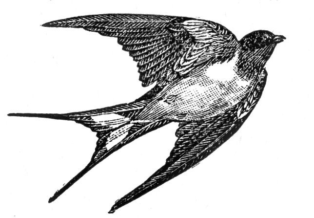 clip art bird flying