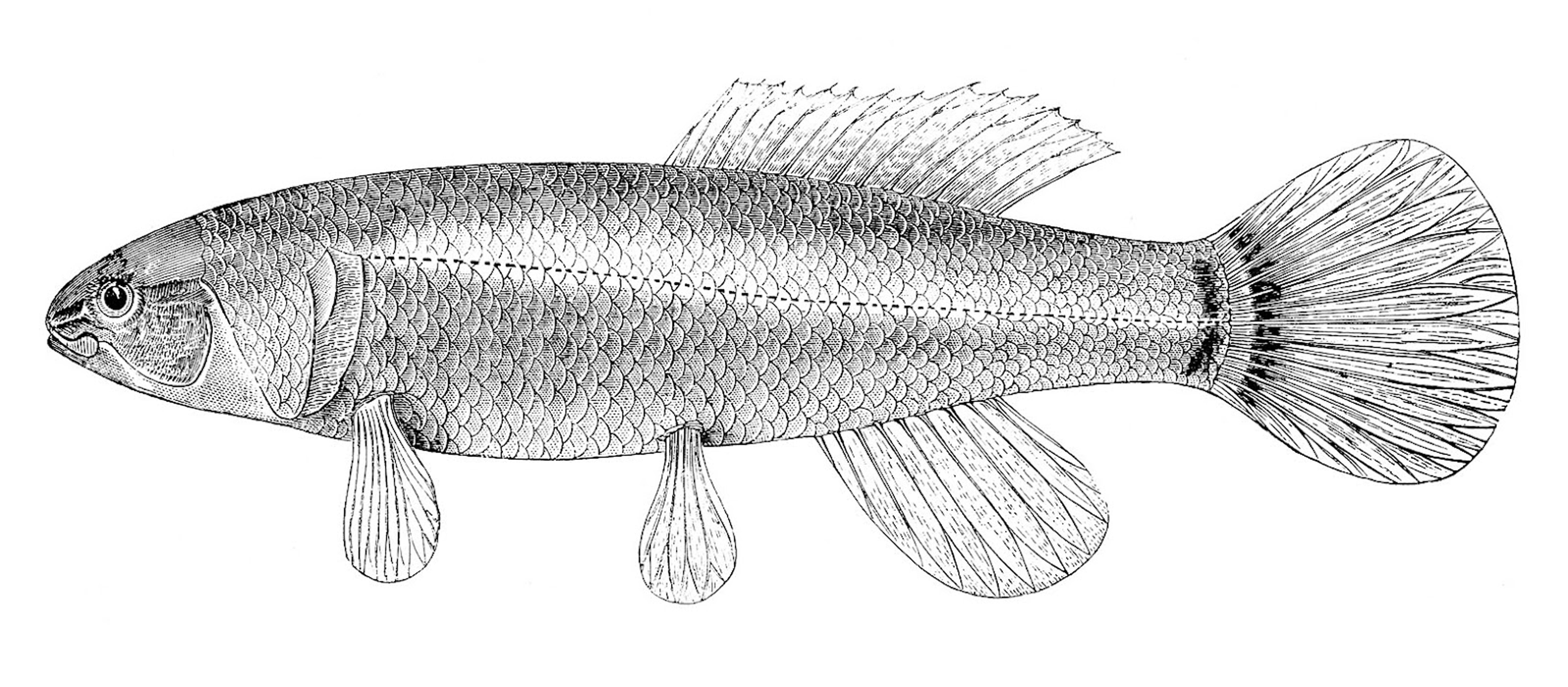 archaeology clipart black and white fish