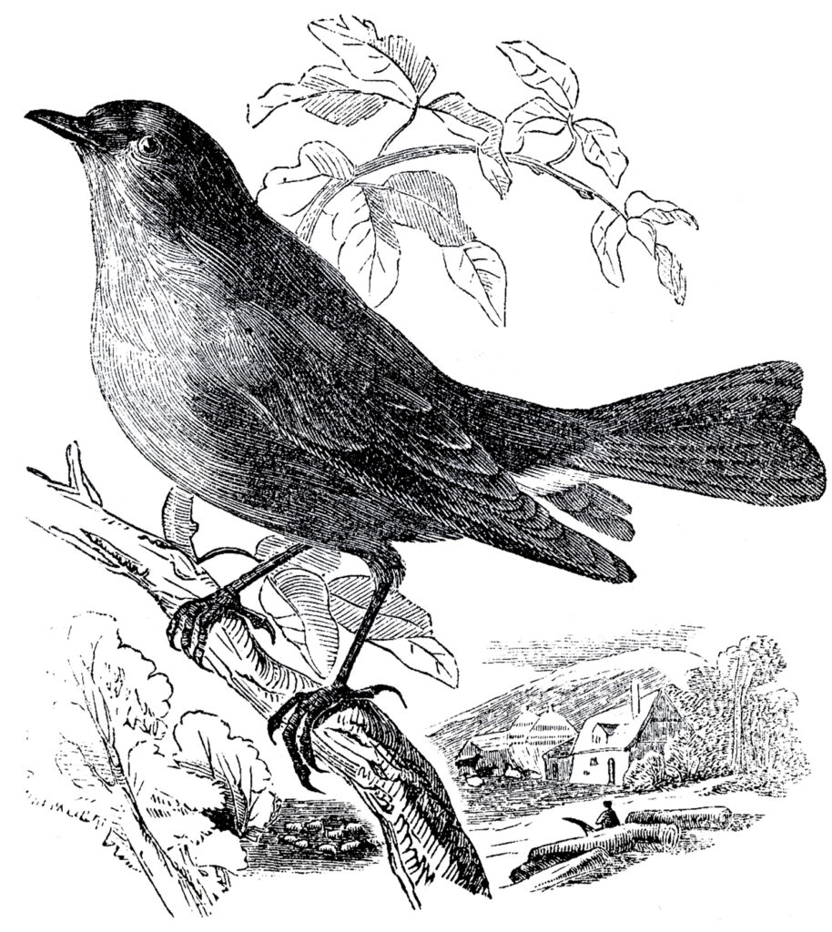 bird perched branch image