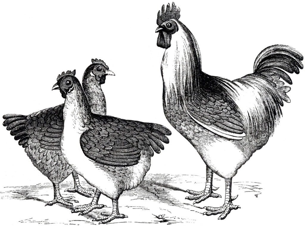 vintage chicken black white clipart