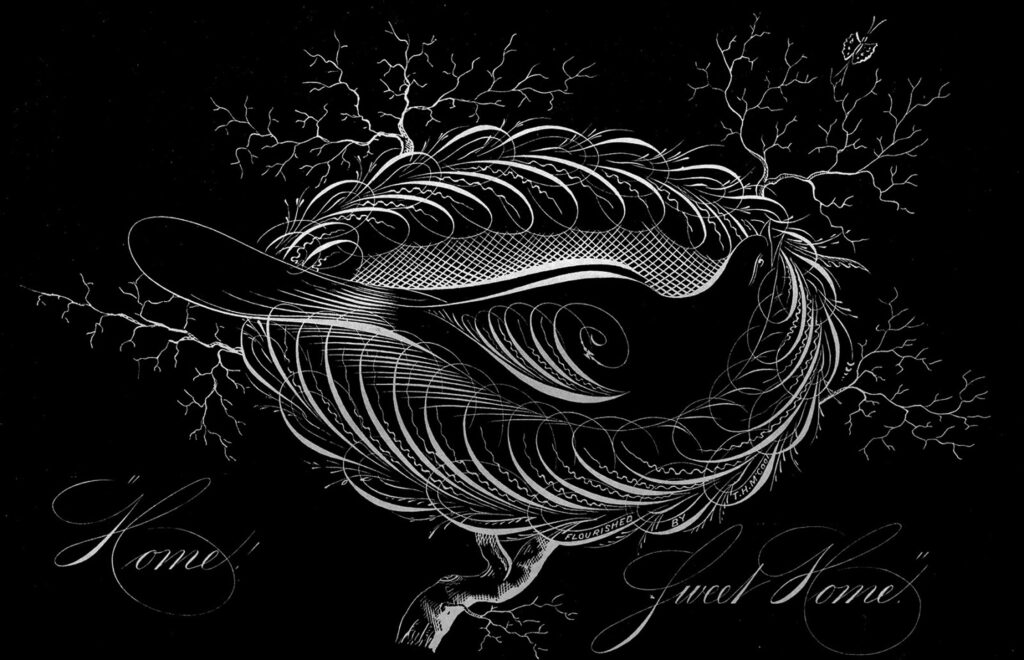 black white calligraphy bird clipart