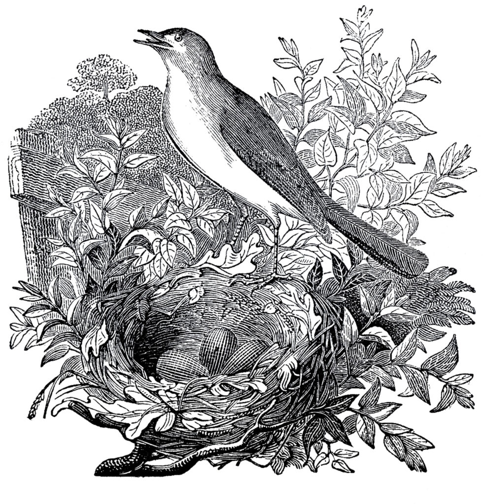 Nightingale bird nest branch illustration